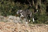 WHIPPET 145